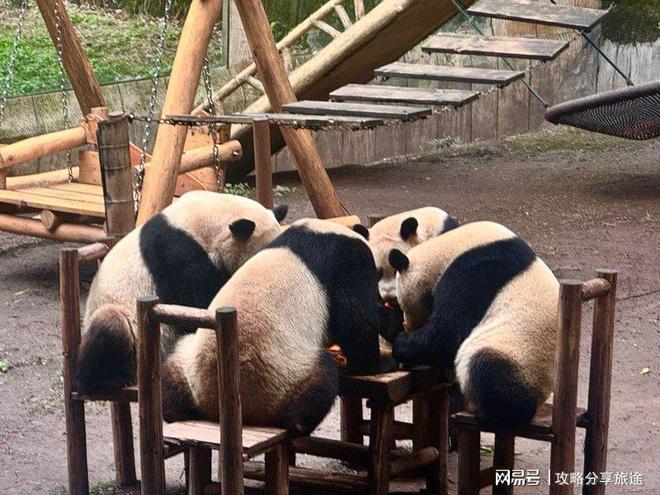 重庆三日游需要准备什么看完攻略就知道麻将胡了模拟器重庆旅游的最佳月份(图2)